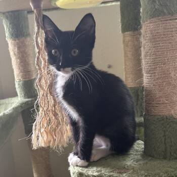 Idgie -  Tuxedo Cat for Adoption in Houston, Texas - Idgie | PetCurious