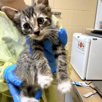 Hash Brown -  Domestic Short Hair Cat for Adoption in Cheyenne, Wyoming - Hash Brown | PetCurious