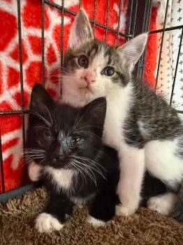 Marlowe -  Domestic Short Hair Cat for Adoption in Belton, Missouri - Marlowe | PetCurious