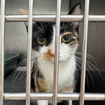 Elara -  Domestic Short Hair Cat for Adoption in Pekin, Illinois - Elara | PetCurious