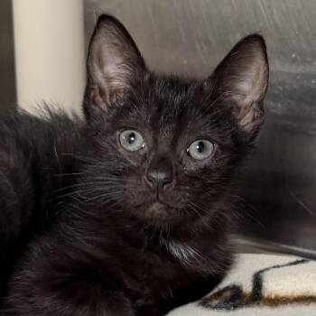 Hopper -  Domestic Short Hair Cat for Adoption in Kennebunk, Maine - Hopper | PetCurious