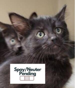 Shepherd -  Domestic Short Hair Cat for Adoption in Kalispell, Montana - Shepherd | PetCurious
