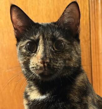 Rescue Domestic Short Hair Cats for Adoption in Crompond, New York - Torrey | PetCurious