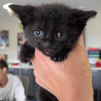 Tupac -  Domestic Short Hair Cat for Adoption in Anderson, Texas - Tupac | PetCurious