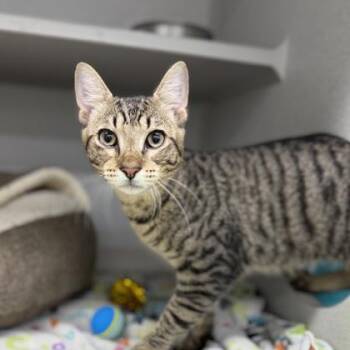 Goebel -  Manx Cat for Adoption in Atlanta, Georgia - Goebel | PetCurious