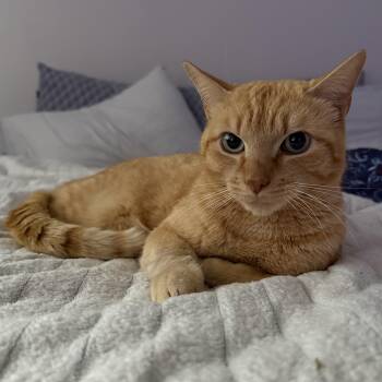 McDreamy -  Tabby and Domestic Short Hair Cat for Adoption in UNIVERSITY PA, Maryland - McDreamy | PetCurious