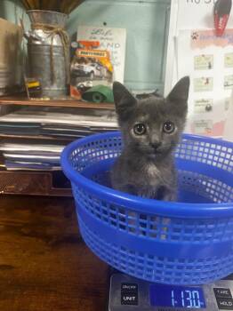 Flea -  Domestic Short Hair Cat for Adoption in Rockport, Texas - Flea | PetCurious