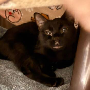 JD -  Domestic Short Hair Cat for Adoption in Las Vegas, Nevada - JD | PetCurious