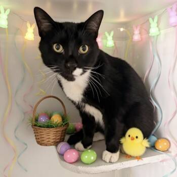 Domestic Short Hair Cats Available for Adoption - Miley | PetCurious