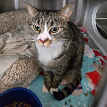 Domestic Short Hair Cats Available for Adoption in Denver, Colorado - Daisy | PetCurious