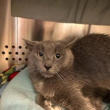 Rescue Domestic Short Hair Cats for Adoption in Merriam, Kansas - Queenie | PetCurious