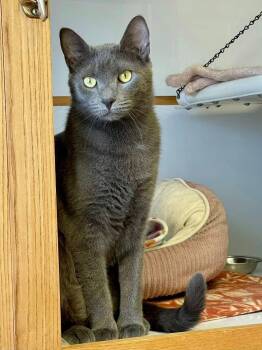 Buzby -  Domestic Short Hair Cat for Adoption - Buzby | PetCurious