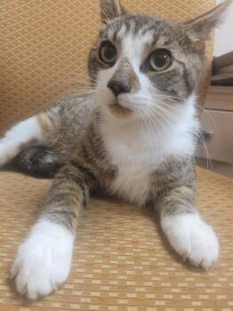 Handsome -  Domestic Short Hair Cat for Adoption in Lorain, Ohio - Handsome | PetCurious