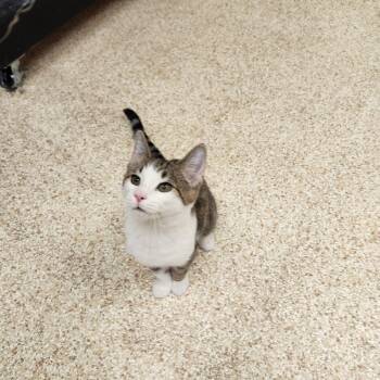 Rescue Domestic Short Hair Cats for Adoption in Waupun, Wisconsin - Alastair | PetCurious