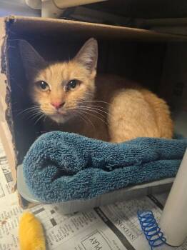 Autumn -  Domestic Short Hair Cat for Adoption in Cortland, New York - Autumn | PetCurious