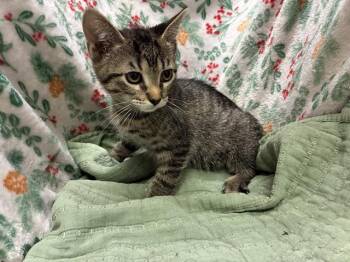 Domestic Short Hair Cats Available for Adoption - A1259171 | PetCurious