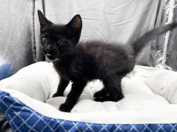 A122071 -  Domestic Short Hair Cat for Adoption in Grovetown, Georgia - A122071 | PetCurious