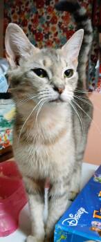 Rescue Tabby Cats for Adoption in Partlow, Virginia - Puggy | PetCurious