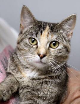 KeeKee (AO36638) -  Domestic Short Hair Cat for Adoption in Kansas City, Kansas - KeeKee (AO36638) | PetCurious
