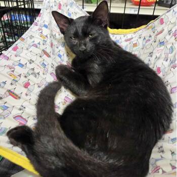 licorice -  Domestic Short Hair Cat for Adoption in Fayetteville, Georgia - Licorice | PetCurious