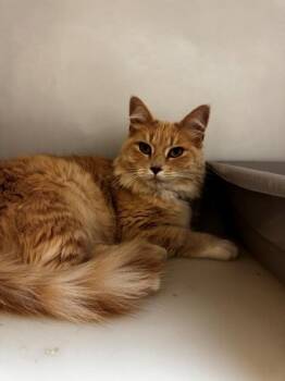 Anastasia -  Domestic Medium Hair and Domestic Short Hair Cat for Adoption in Kalispell, Montana - Anastasia | PetCurious