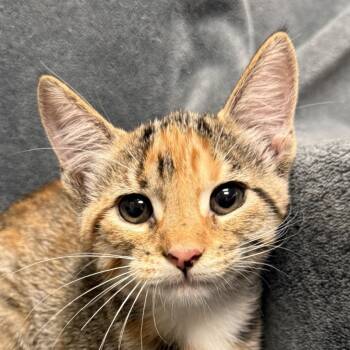 Mothra -  Domestic Short Hair Cat for Adoption in Brenham, Texas - Mothra | PetCurious