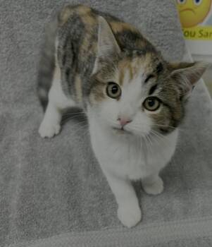 Rescue Domestic Short Hair Cats for Adoption in Simcoe, Ontario - MissLToe | PetCurious