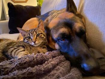 Rescue Domestic Short Hair Cats for Adoption in Fishers, Indiana - Poptart 2 | PetCurious