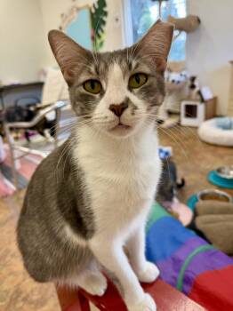 Flor -  Domestic Short Hair Cat for Adoption in Miami Beach, Florida - Flor | PetCurious