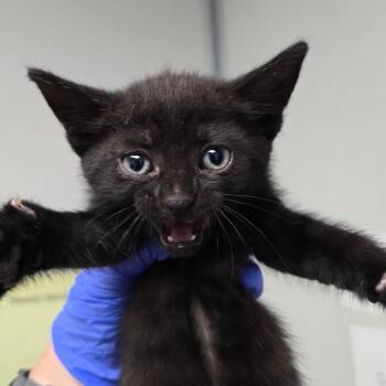 Honeycrisp -  Domestic Short Hair Cat for Adoption in Concord, North Carolina - Honeycrisp | PetCurious