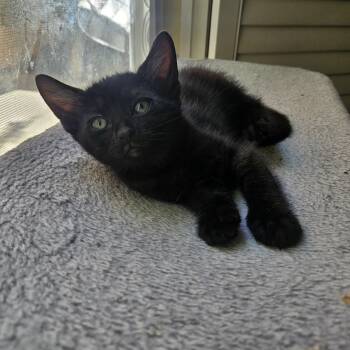 Domestic Short Hair and American Shorthair Cats Available for Adoption in Los Angeles, California - Knight | PetCurious