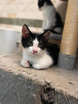 Rambouillet -  Domestic Medium Hair Cat for Adoption in Chicago, Illinois - Rambouillet | PetCurious