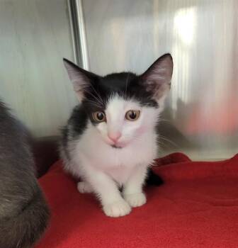 CHEYENNE -  Domestic Short Hair Cat for Adoption in Sarasota, Florida - CHEYENNE | PetCurious