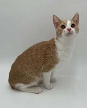 Sissy (Bonded W/ Sassy) -  Domestic Short Hair Cat for Adoption in Bowling Green, Kentucky - Sissy (Bonded W/ Sassy) | PetCurious