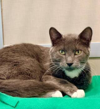 Rhombus -  Domestic Short Hair Cat for Adoption in Bellevue, Washington - Rhombus | PetCurious