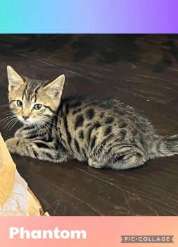 Phontom -  Domestic Short Hair Cat for Adoption in Newberg, Oregon - Phontom | PetCurious