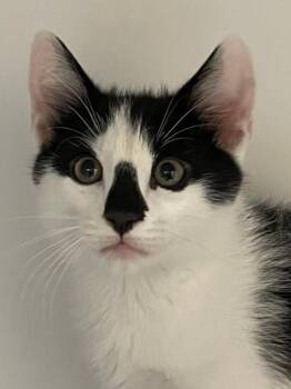 Opie -  Domestic Short Hair Cat for Adoption in Hayward, Wisconsin - Opie | PetCurious