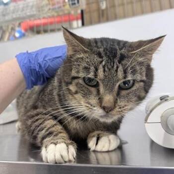 Domestic Short Hair Cats Available for Adoption in New York, New York - Estelle | PetCurious