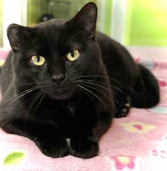 Jiggly Puff -  Domestic Short Hair Cat for Adoption in Estherville, Iowa - Jiggly Puff | PetCurious