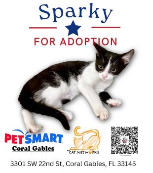 Rescue Domestic Short Hair Cats for Adoption in Miami, Florida - Sparky | PetCurious