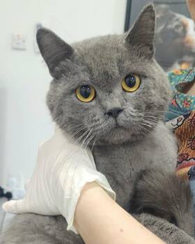 Ghost is MAGIC - silver angel - VIDEO - EMERGENCY DOHA CAT -  British Shorthair Cat for Adoption in Bedford Hills, New York - Ghost Is MAGIC - Silver Angel - VIDEO - EMERGENCY DOHA CAT | PetCurious