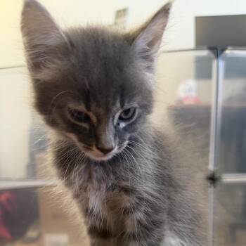Hansel -  Domestic Medium Hair Cat for Adoption in Tustin, California - Hansel | PetCurious