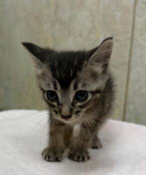 Meowy -  Domestic Short Hair Cat Available for Adoption in Honolulu, Hawaii - Meowy | PetCurious