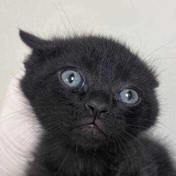 Kyle -  Domestic Short Hair Cat for Adoption in Reno, Nevada - Kyle | PetCurious