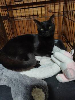 Rescue Domestic Short Hair Cats for Adoption in Miami, Florida - COURTESY POST: Murat | PetCurious