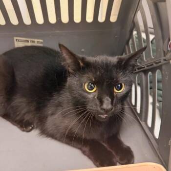Domestic Short Hair Cats Available for Adoption in Memphis, Tennessee - WINNY | PetCurious