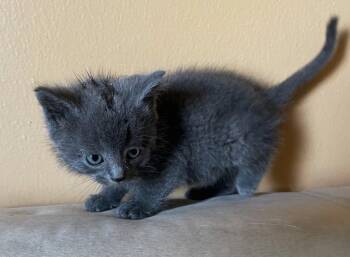 Rescue Russian Blue Cats for Adoption in Ypsilanti, Michigan - Dahlia        (Bonded To Aster) | PetCurious