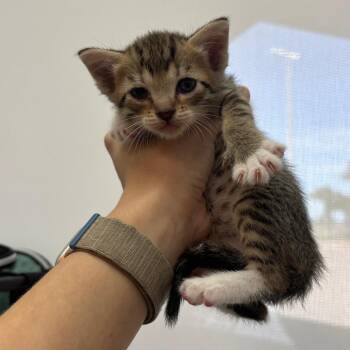 DJ -  Domestic Short Hair Cat for Adoption in Corpus Christi, Texas - DJ | PetCurious
