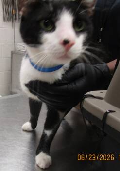 (612) -  Domestic Short Hair Cat for Adoption in Marietta, Georgia - (612) | PetCurious