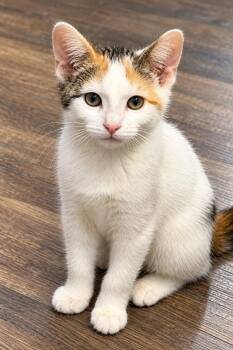 Callie -  Domestic Short Hair and Calico Cat for Adoption in Skyline, Minnesota - Callie | PetCurious